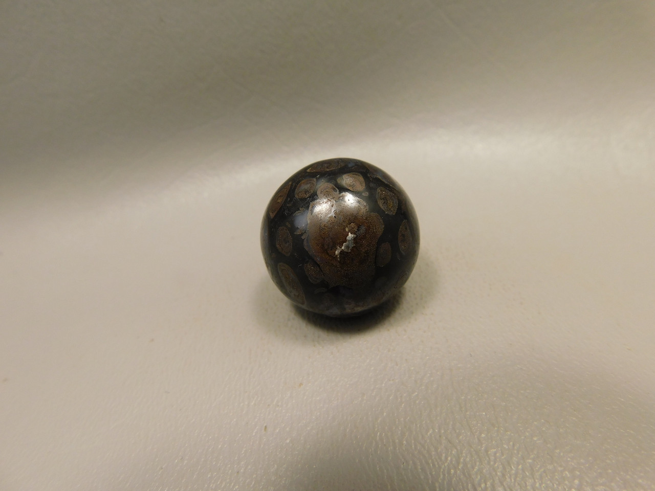 Petrified Wood Small Sphere Marble 25 mm Rare Paleosmunda Fossil #O14