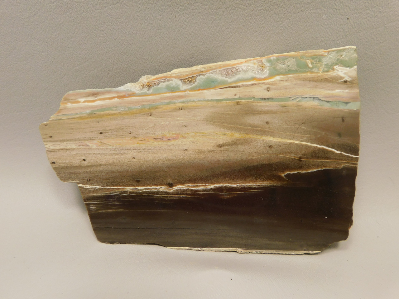 Petrified Wood Woodworthia Polished Piece Arizona #O100