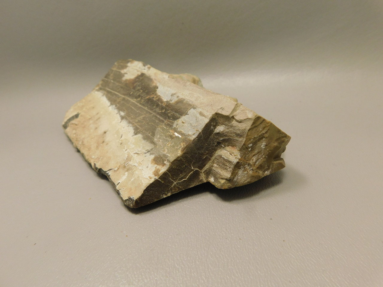 Petrified Wood Woodworthia Polished Piece Arizona #O100