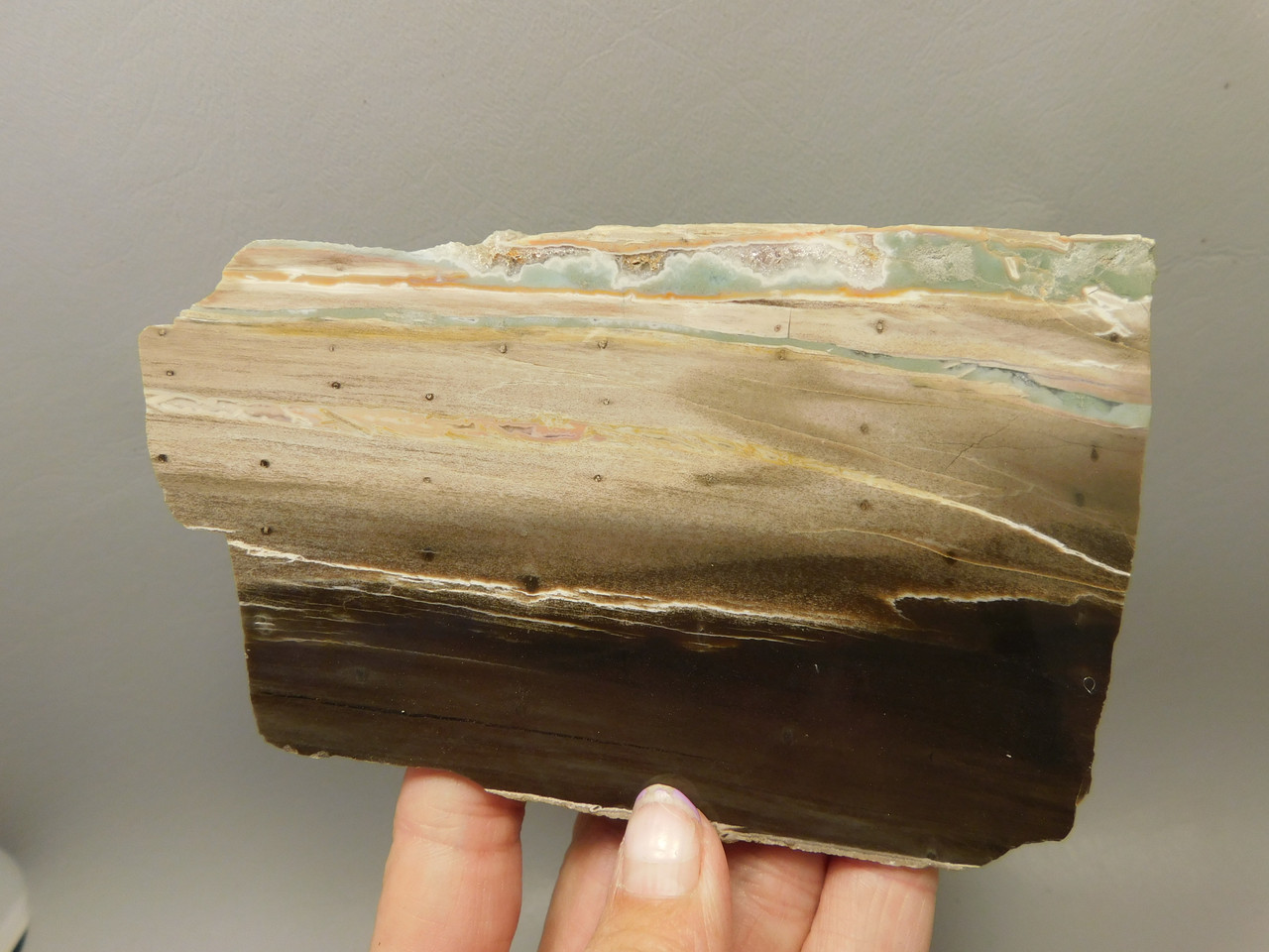 Petrified Wood Woodworthia Polished Piece Arizona #O100