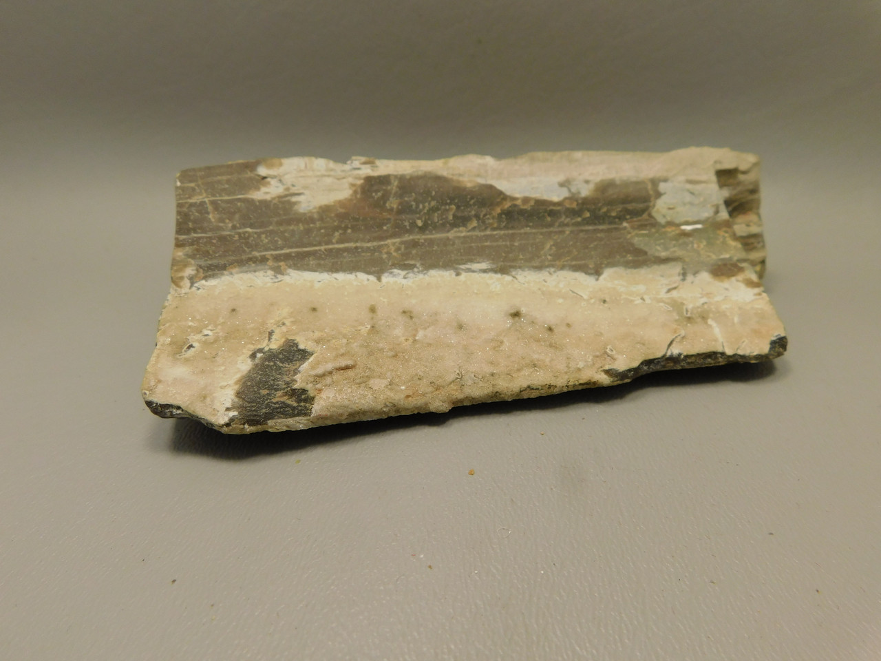 Petrified Wood Woodworthia Polished Piece Arizona #O100