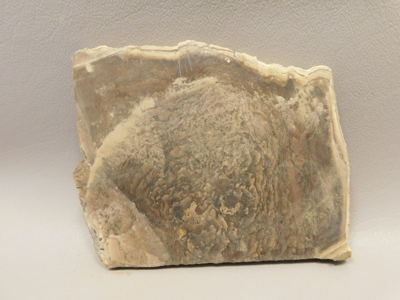 Deschutes Jasper Stone Slab Unpolished Rough Rock Oregon #O1