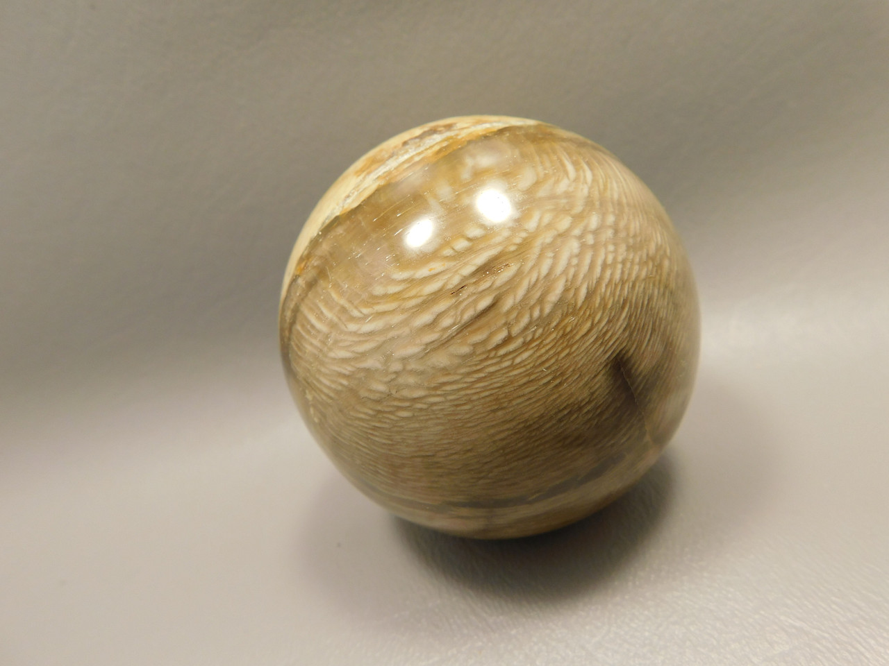 Petrified Wood Golden Oak 2.5 inch Stone Sphere Fossil Oregon #Og1