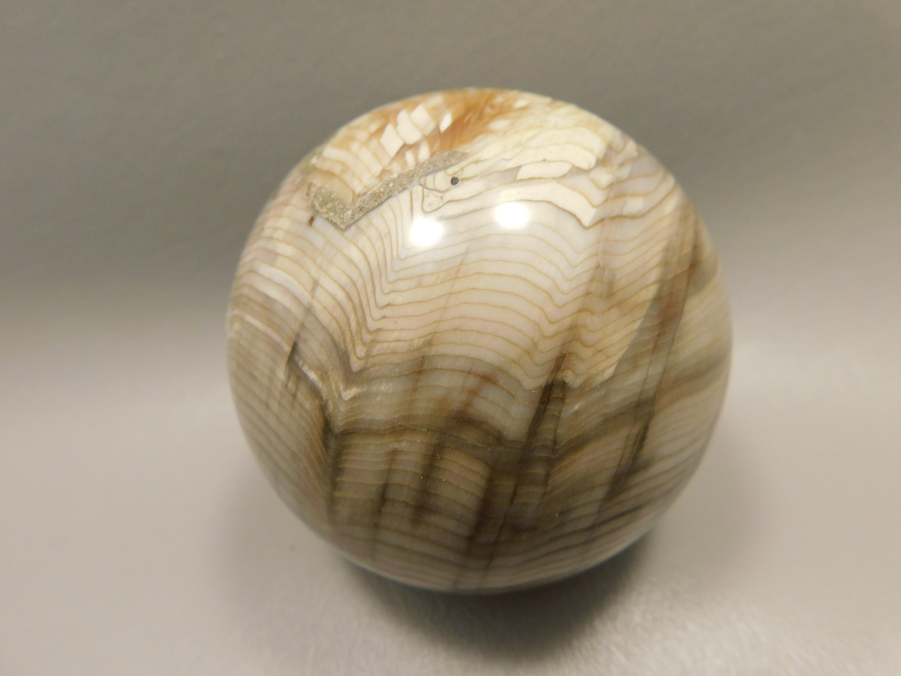 Petrified Sequoia Wood 2.75 inch Stone Sphere Fossilized USA #O2