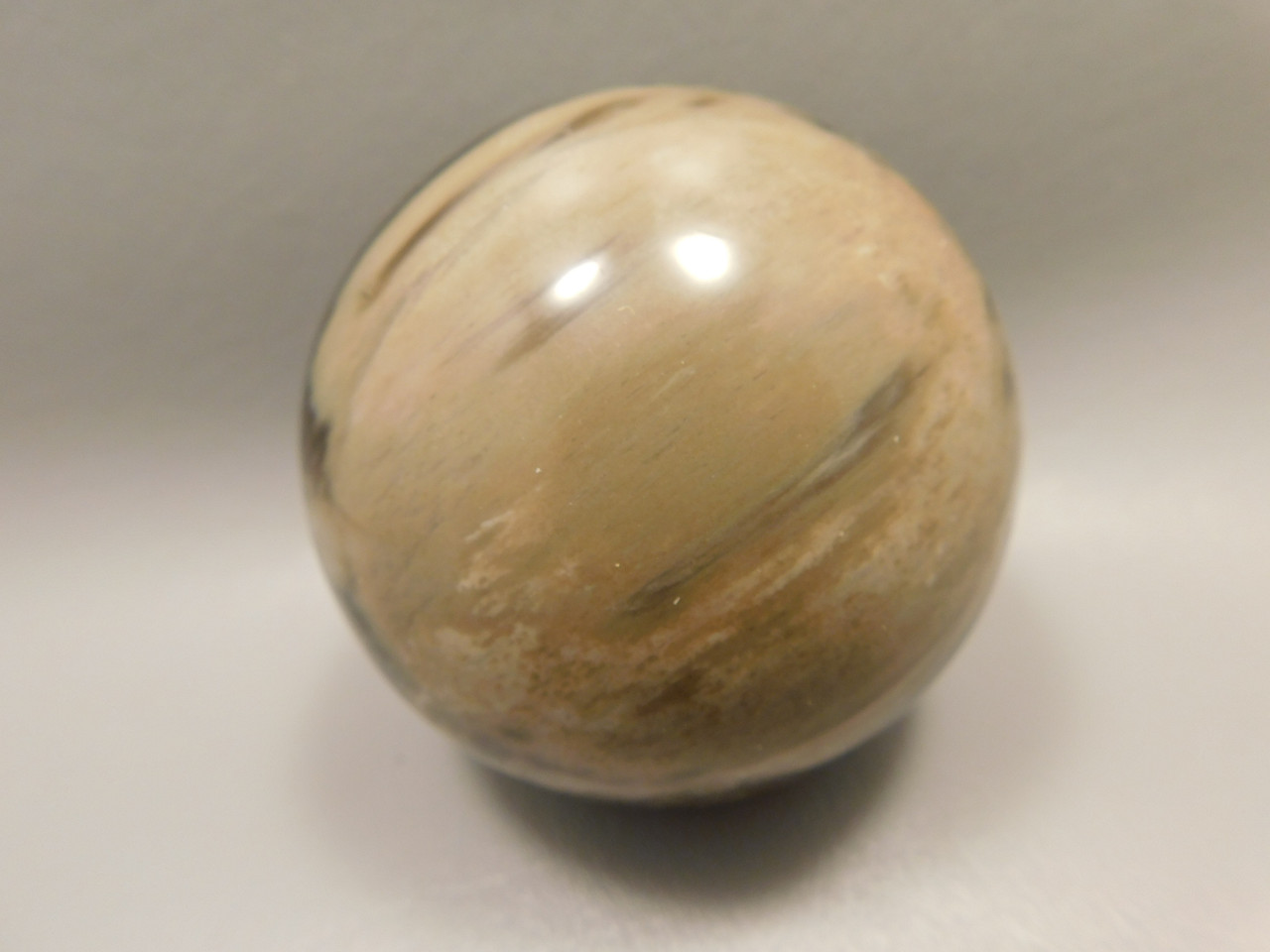 Petrified Wood Sphere Stone 2.75 inch Fossilized Ball 75 mm Arizona #OA1