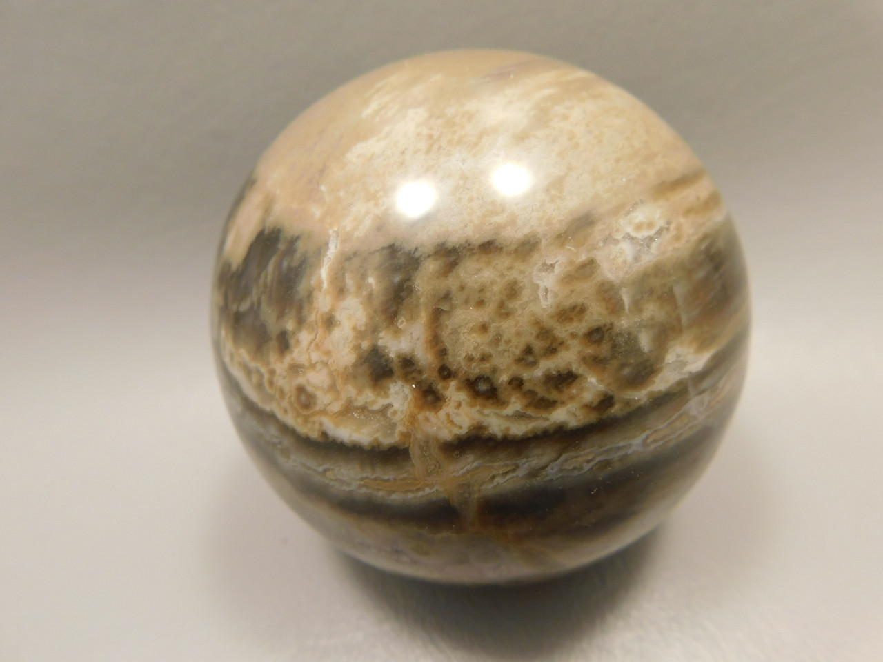 Petrified Wood Sphere Stone 2.75 inch Fossilized Ball 75 mm Arizona #OA1