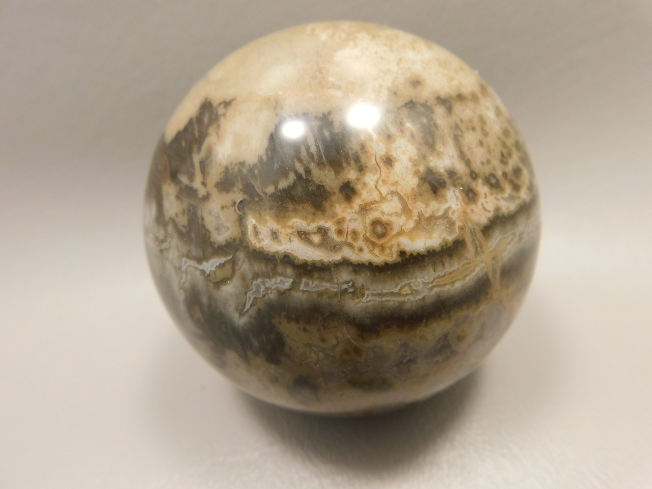 Petrified Wood Sphere Stone 2.75 inch Fossilized Ball 75 mm Arizona #OA1