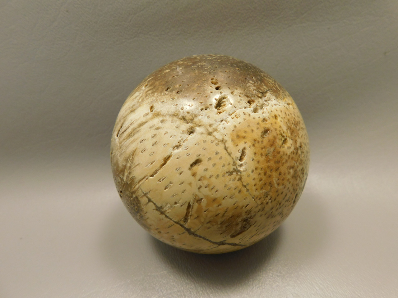 Petrified Palm Wood Sphere 3.15 inch Fossil Indonesia #O20