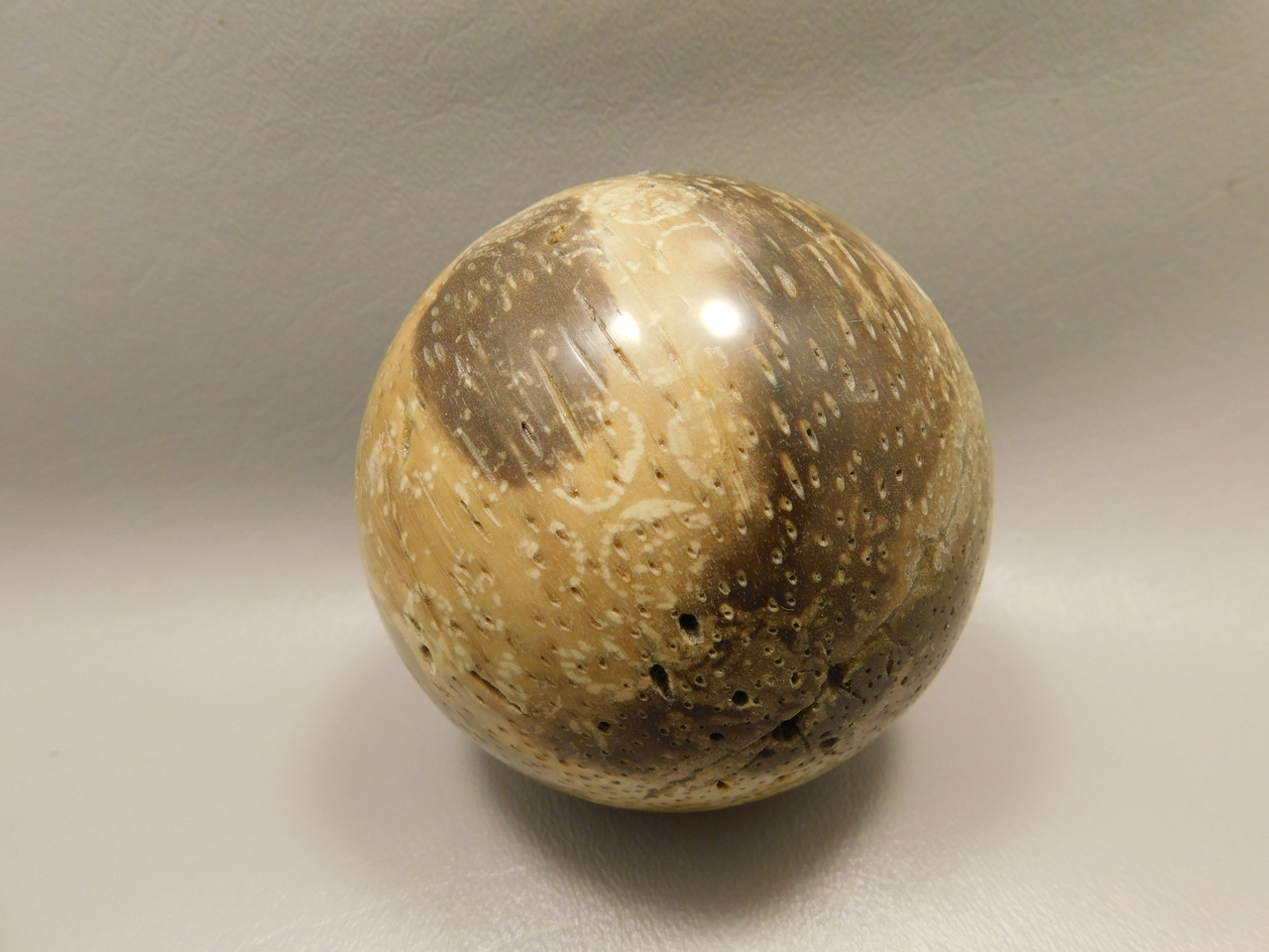 Petrified Palm Wood Sphere 3.15 inch Fossil Indonesia #O20