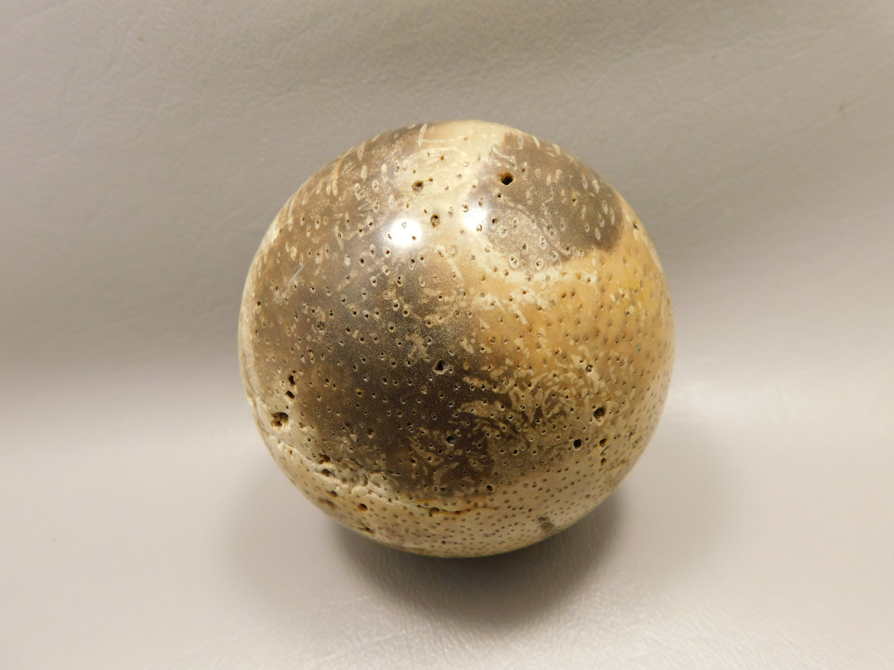 Petrified Palm Wood Sphere 3.15 inch Fossil Indonesia #O20