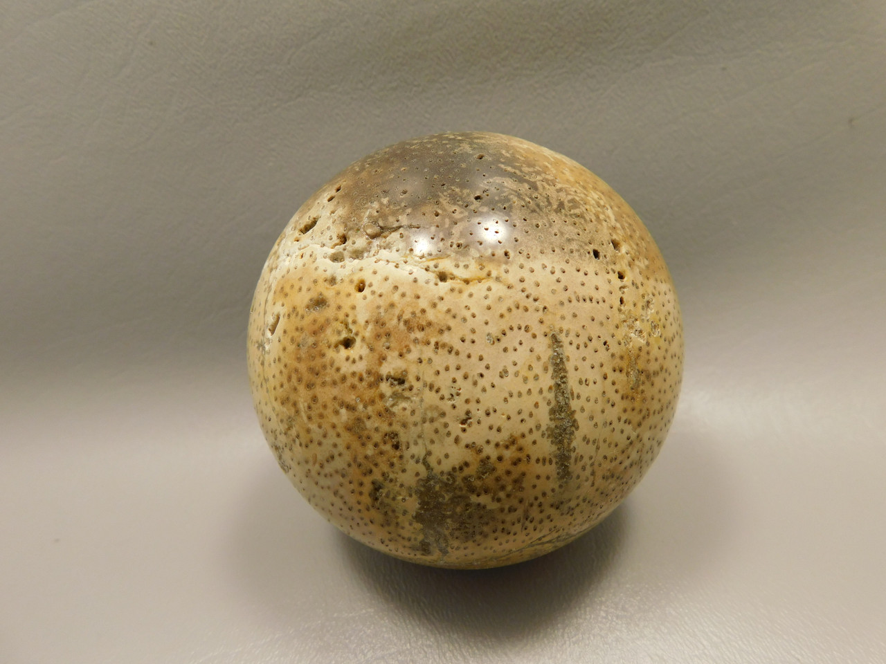Petrified Palm Wood Sphere 3.15 inch Fossil Indonesia #O20