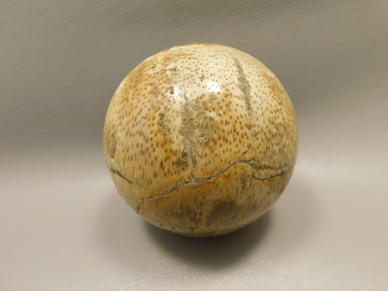 Petrified Palm Wood Sphere 3.15 inch Fossil Indonesia #O20
