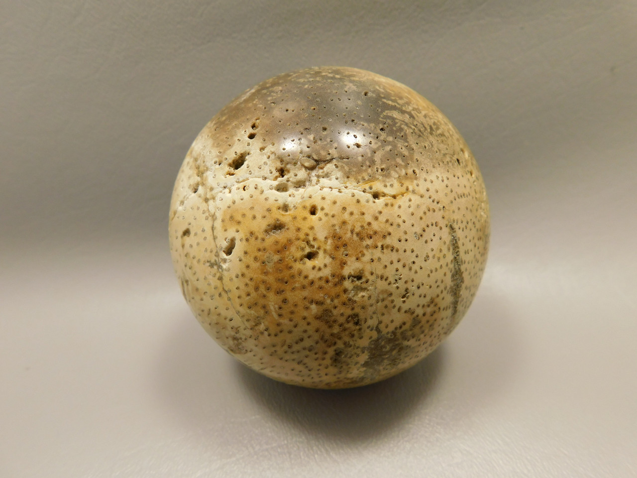 Petrified Palm Wood Sphere 3.15 inch Fossil Indonesia #O20
