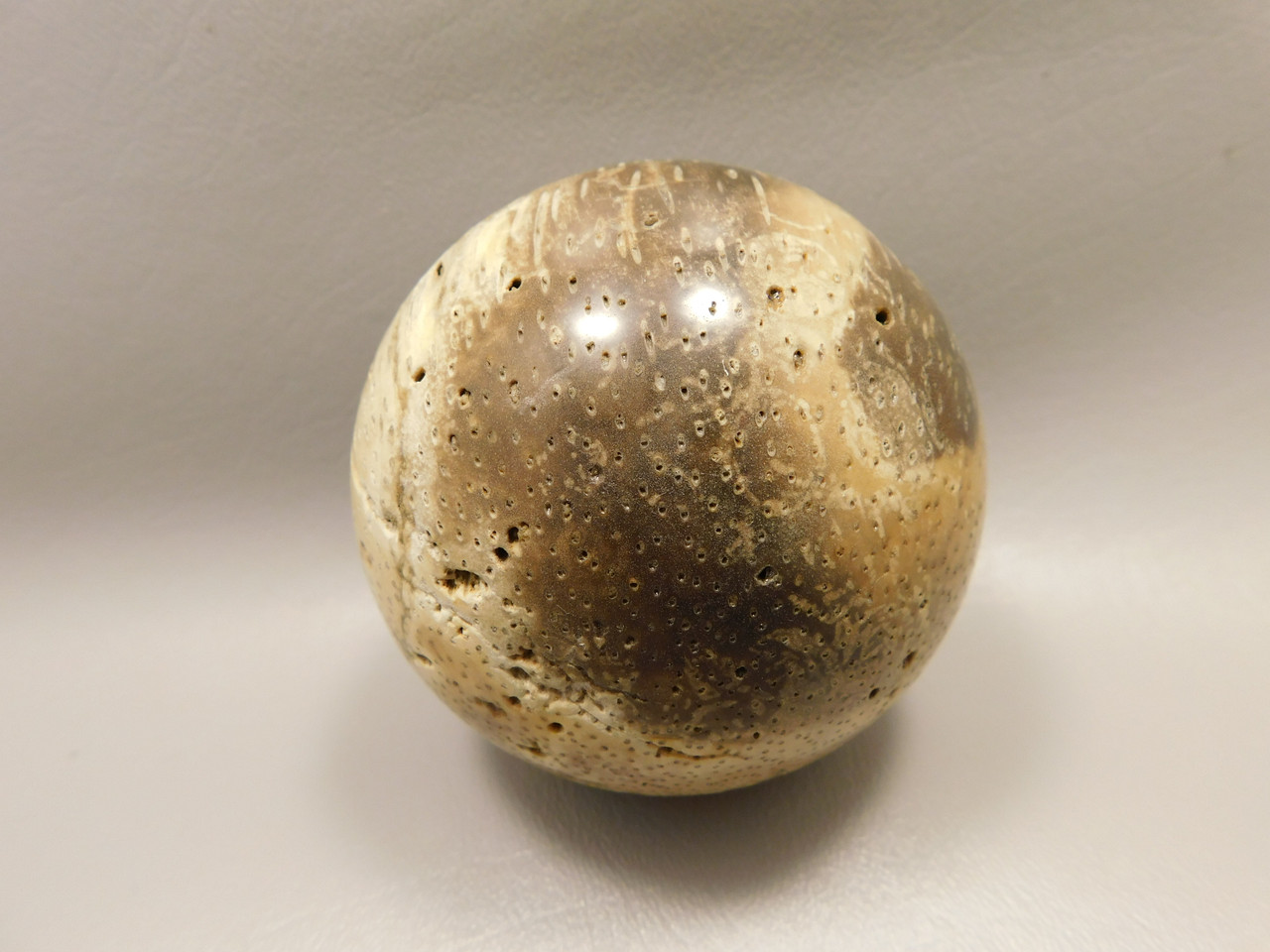 Petrified Palm Wood Sphere 3.15 inch Fossil Indonesia #O20