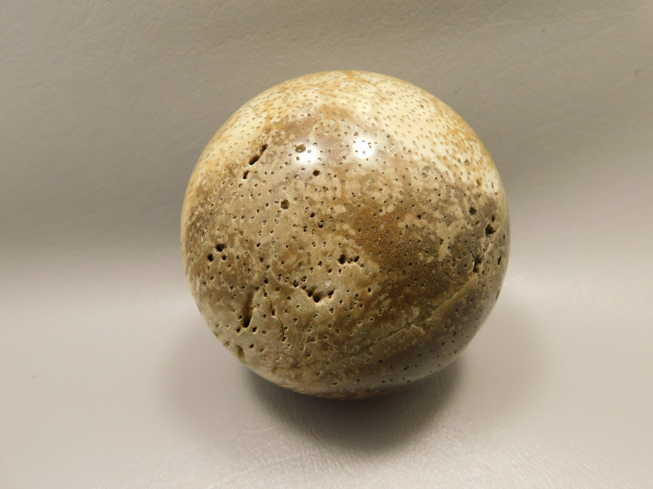 Petrified Palm Wood Sphere 3.15 inch Fossil Indonesia #O20