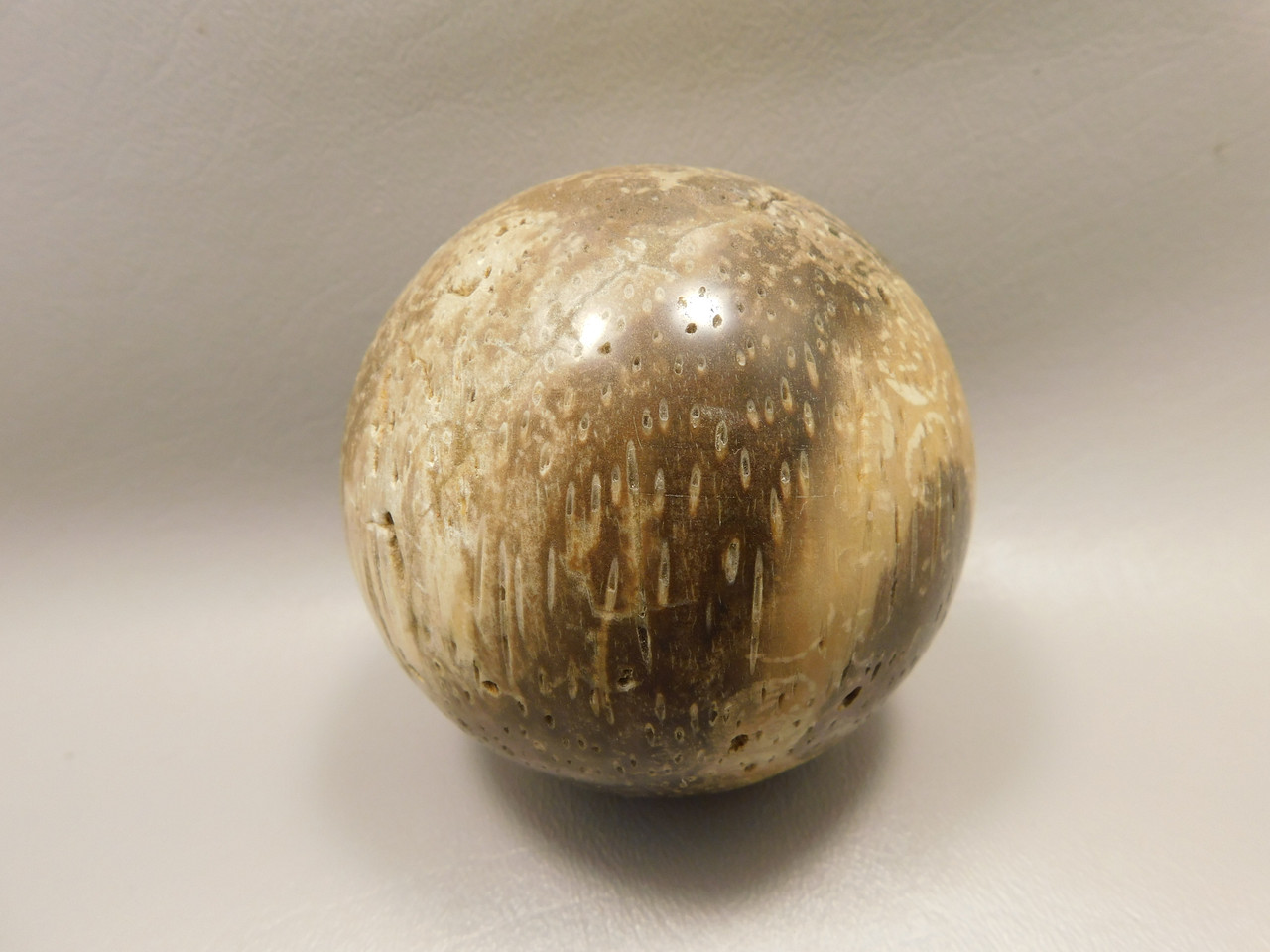 Petrified Palm Wood Sphere 3.15 inch Fossil Indonesia #O20