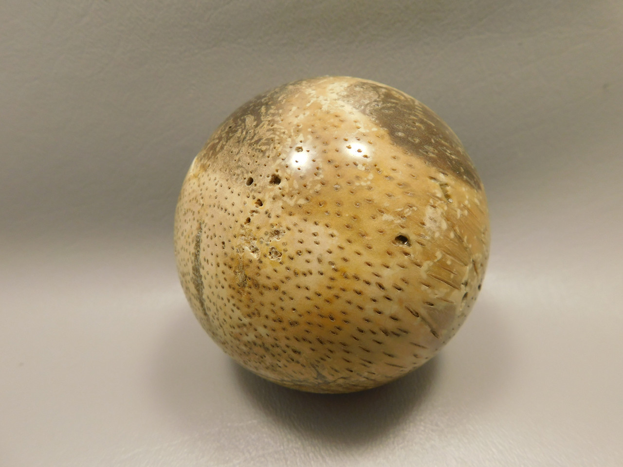 Petrified Palm Wood Sphere 3.15 inch Fossil Indonesia #O20