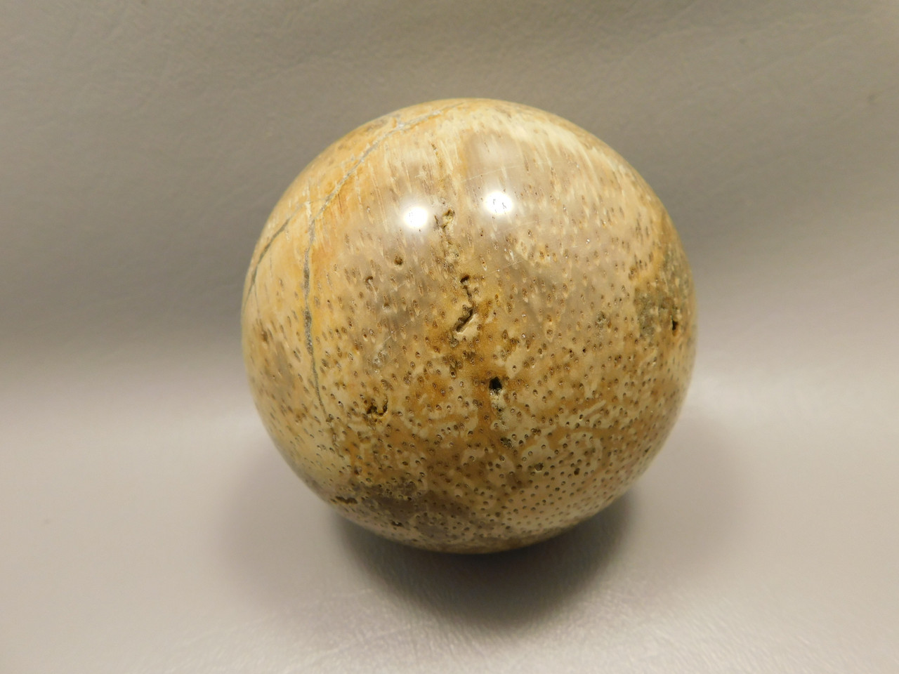 Petrified Palm Wood Sphere 3.15 inch Fossil Indonesia #O20