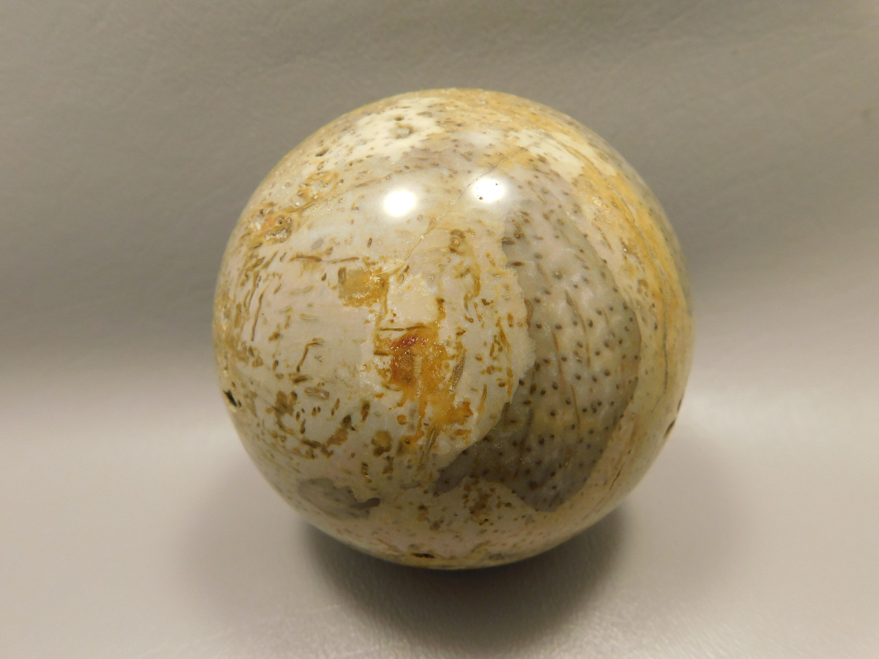 Petrified Palm Wood Sphere 3.15 inch Fossil Indonesia #O21
