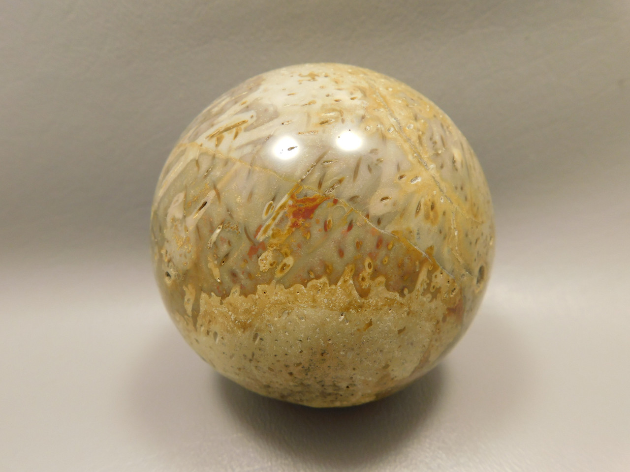 Petrified Palm Wood Sphere 3.15 inch Fossil Indonesia #O21