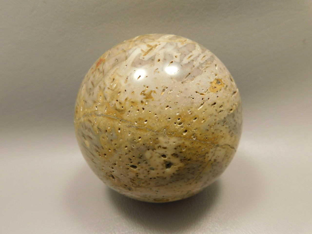 Petrified Palm Wood Sphere 3.15 inch Fossil Indonesia #O21