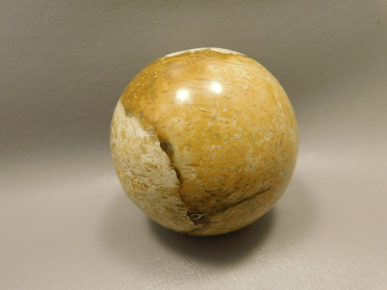 Petrified Palm Wood Root Ball 2.75 inch Sphere Fossil Indonesia #O22