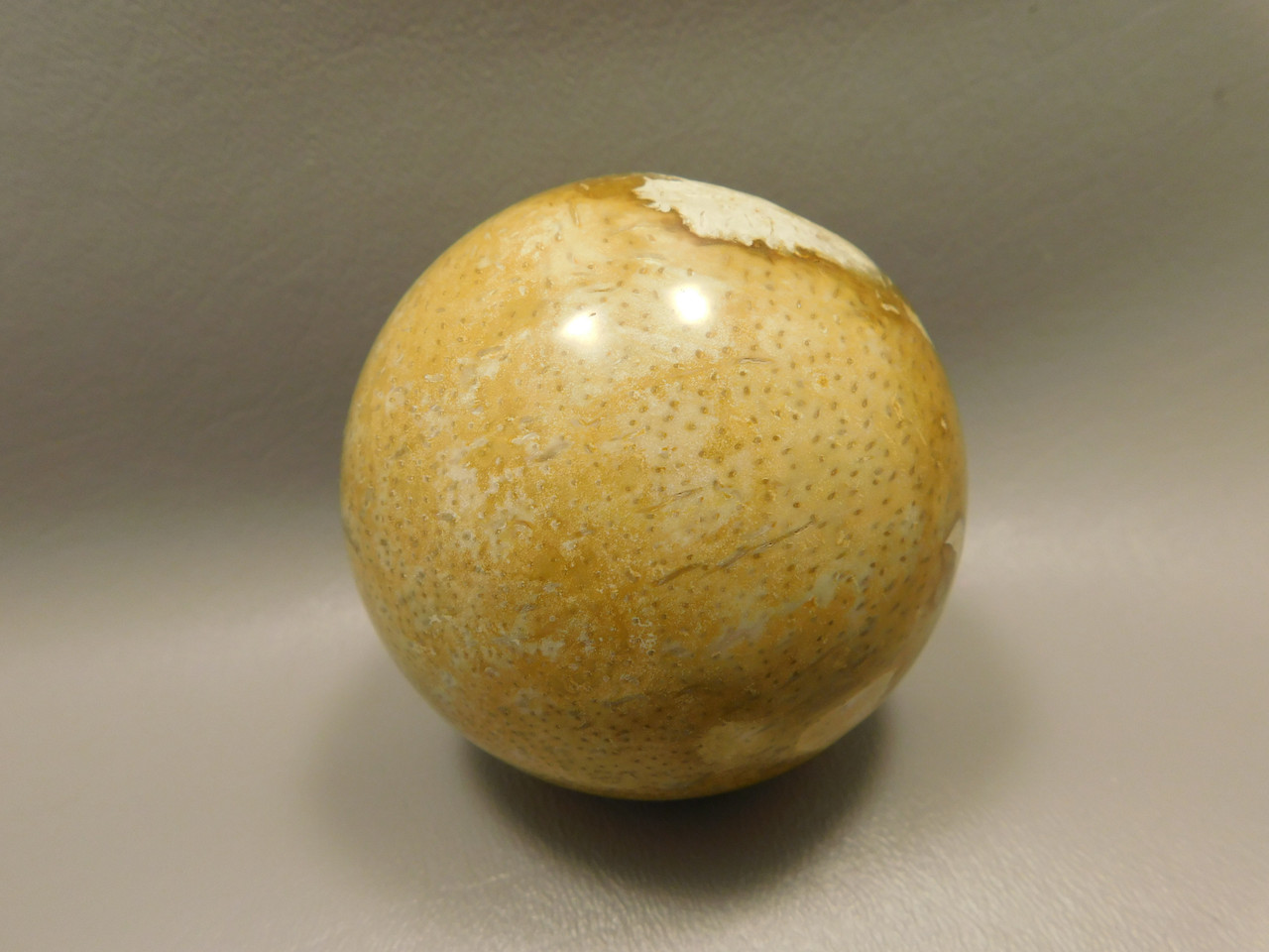 Petrified Palm Wood Root Ball 2.75 inch Sphere Fossil Indonesia #O22