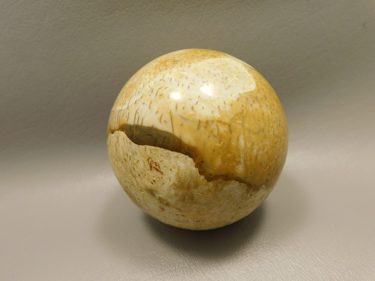 Petrified Palm Wood Root Ball 2.75 inch Sphere Fossil Indonesia #O22