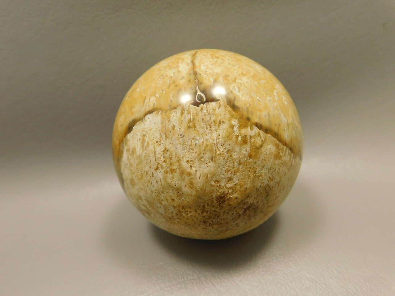 Petrified Palm Wood Root Ball 2.75 inch Sphere Fossil Indonesia #O22