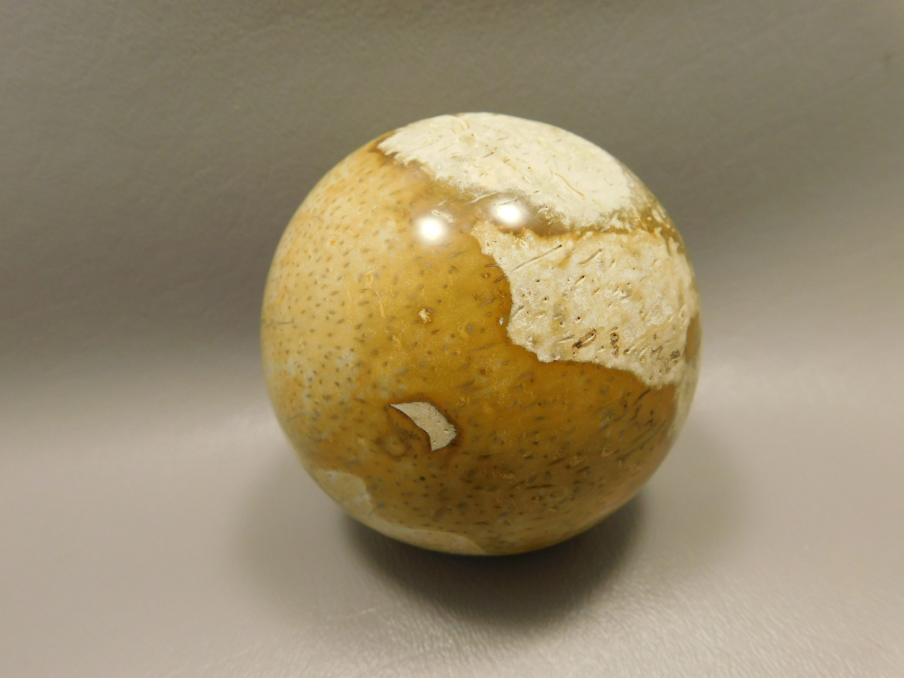 Petrified Palm Wood Root Ball 2.75 inch Sphere Fossil Indonesia #O22