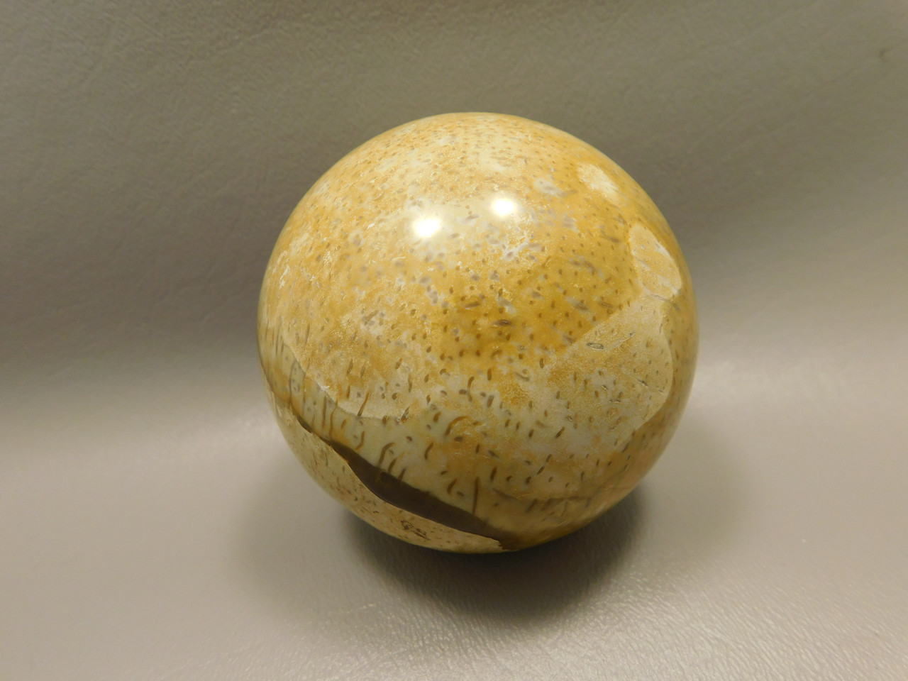 Petrified Palm Wood Root Ball 2.75 inch Sphere Fossil Indonesia #O22