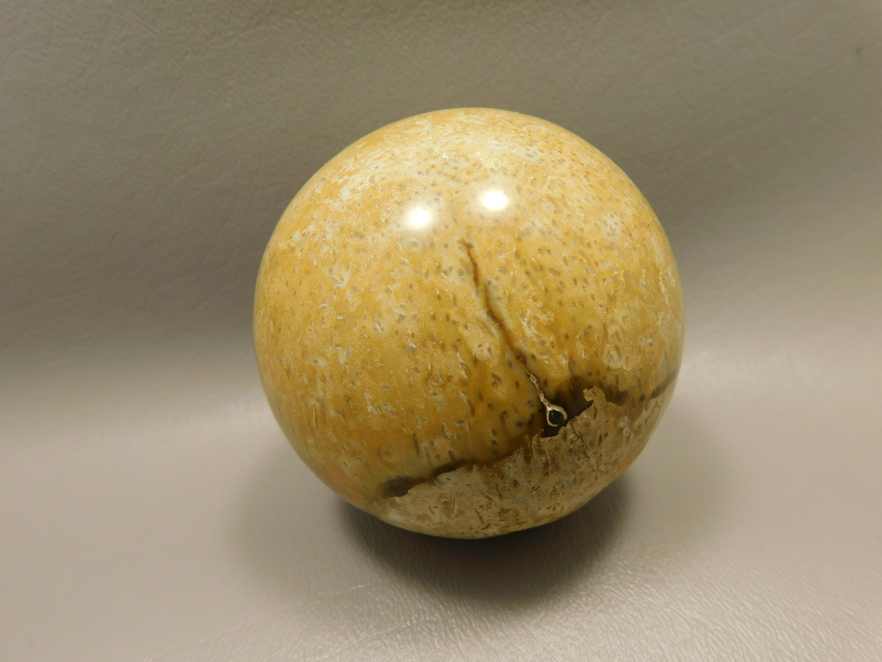Petrified Palm Wood Root Ball 2.75 inch Sphere Fossil Indonesia #O22