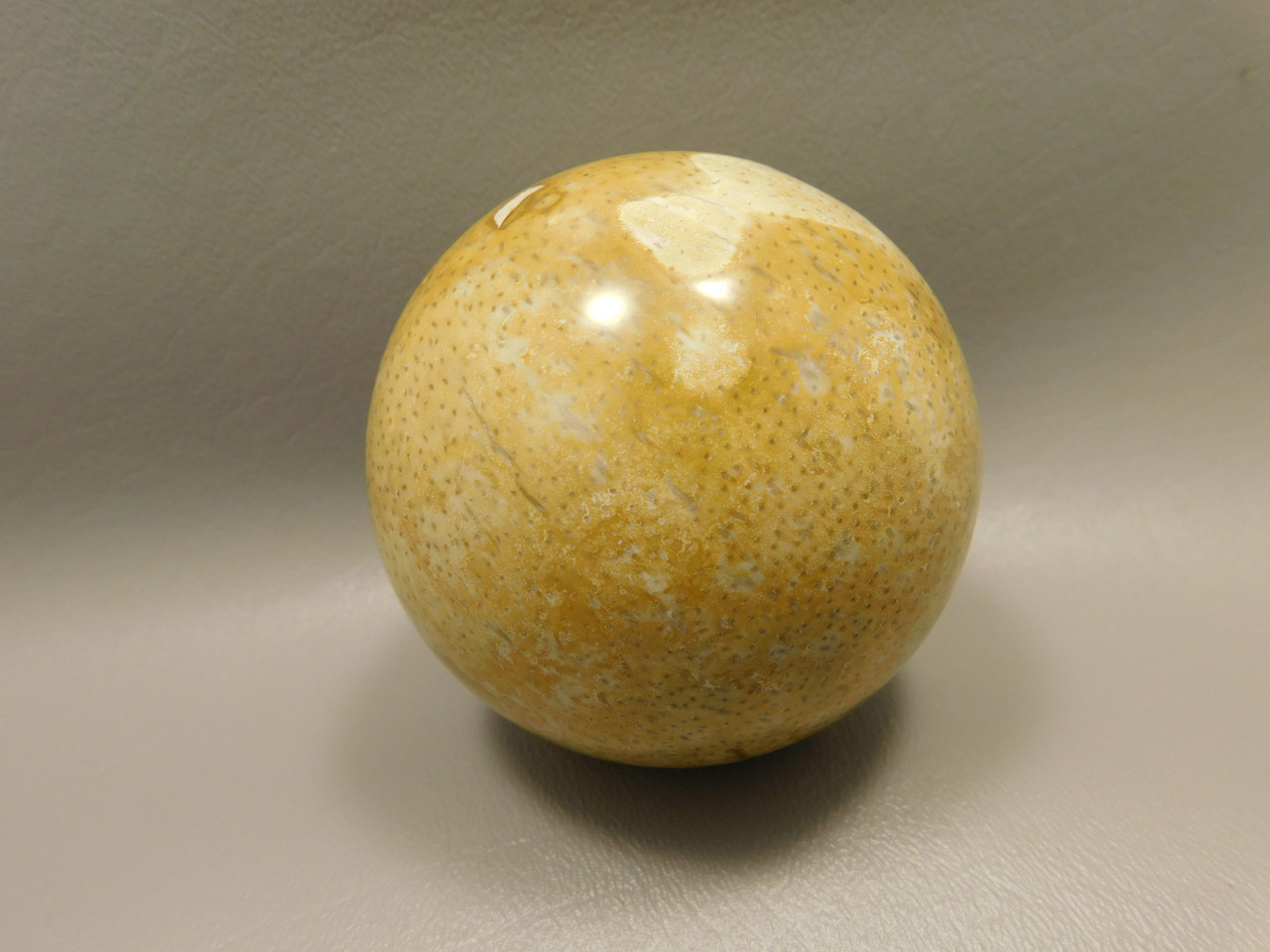 Petrified Palm Wood Root Ball 2.75 inch Sphere Fossil Indonesia #O22