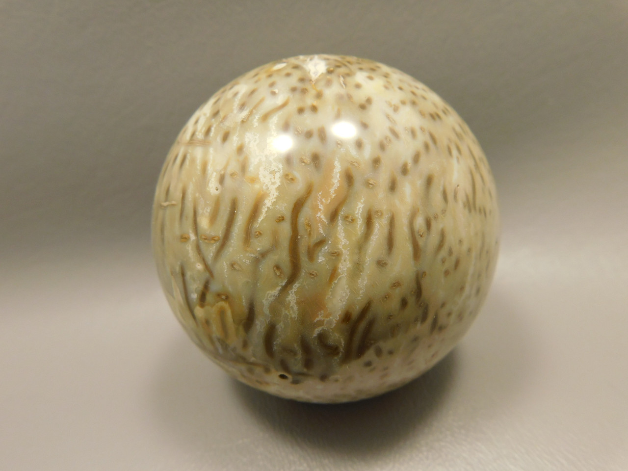 Petrified Palm Wood 2.75 inch Sphere Fossil Indonesia #O23