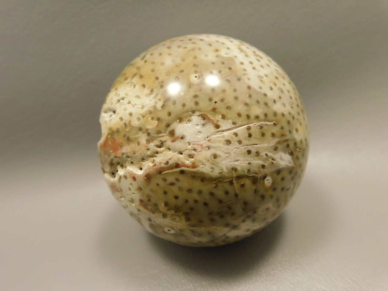 Petrified Palm Wood 2.75 inch Sphere Fossil Indonesia #O23
