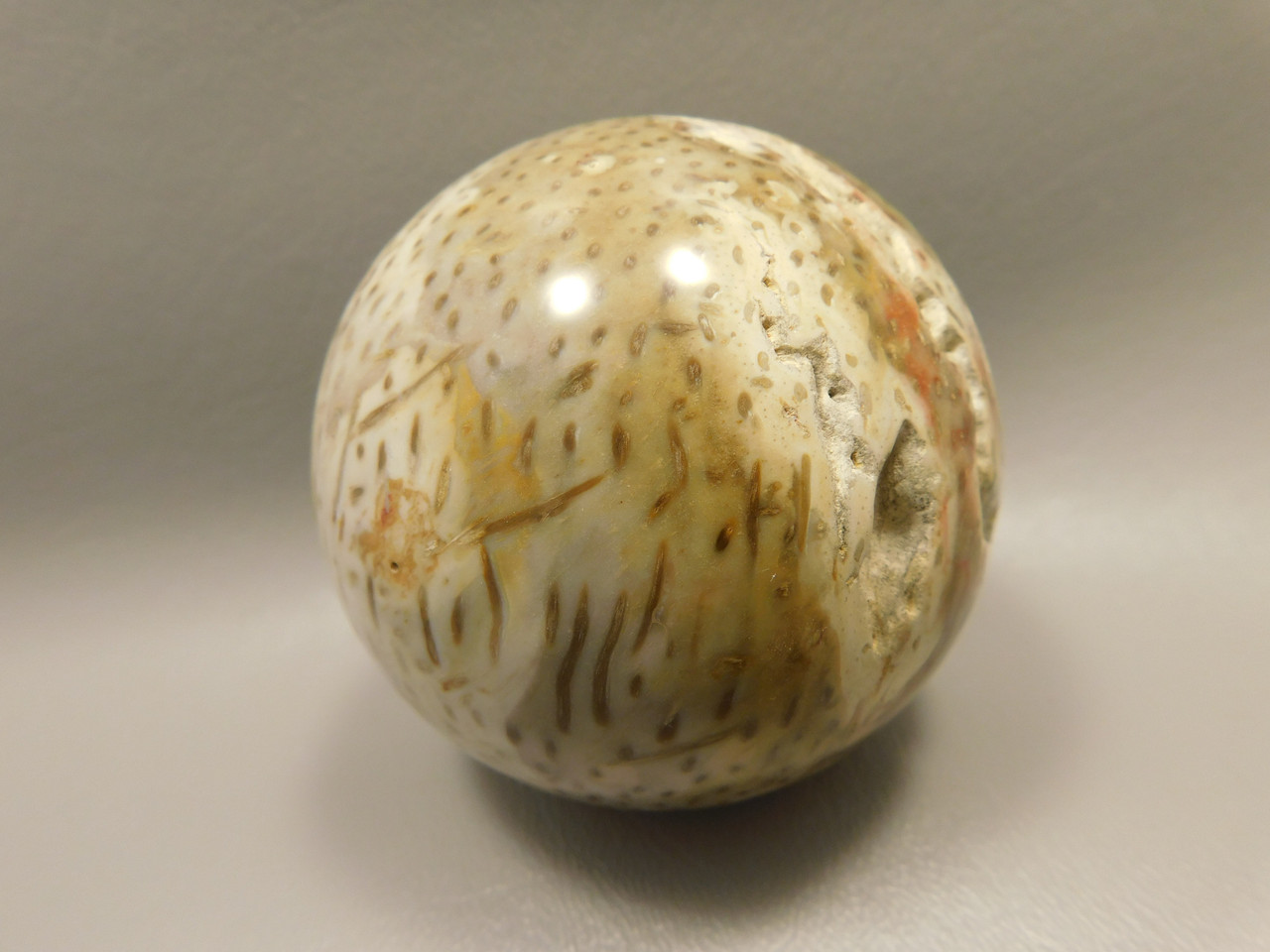 Petrified Palm Wood 2.75 inch Sphere Fossil Indonesia #O23