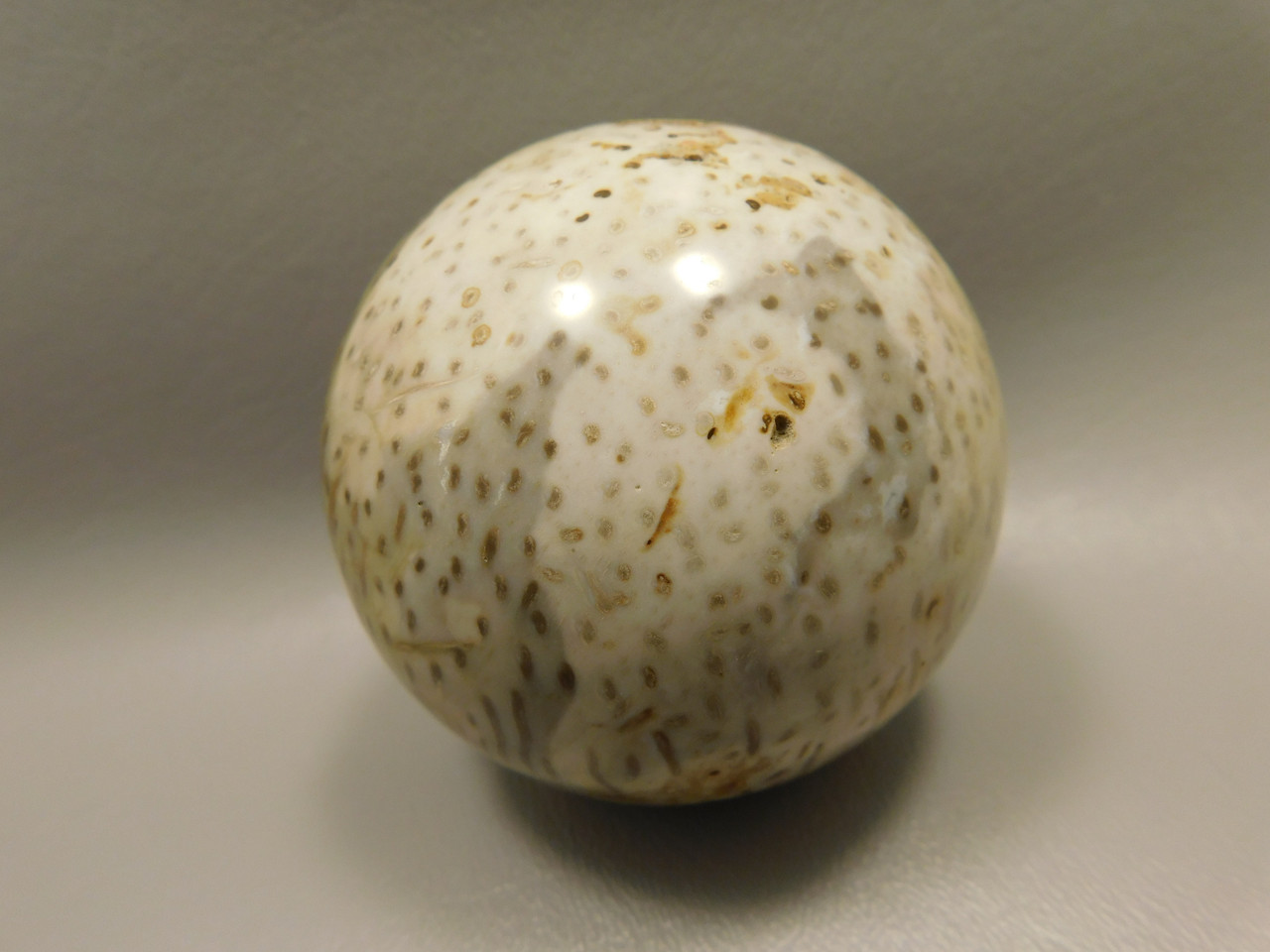 Petrified Palm Wood 2.75 inch Sphere Fossil Indonesia #O23