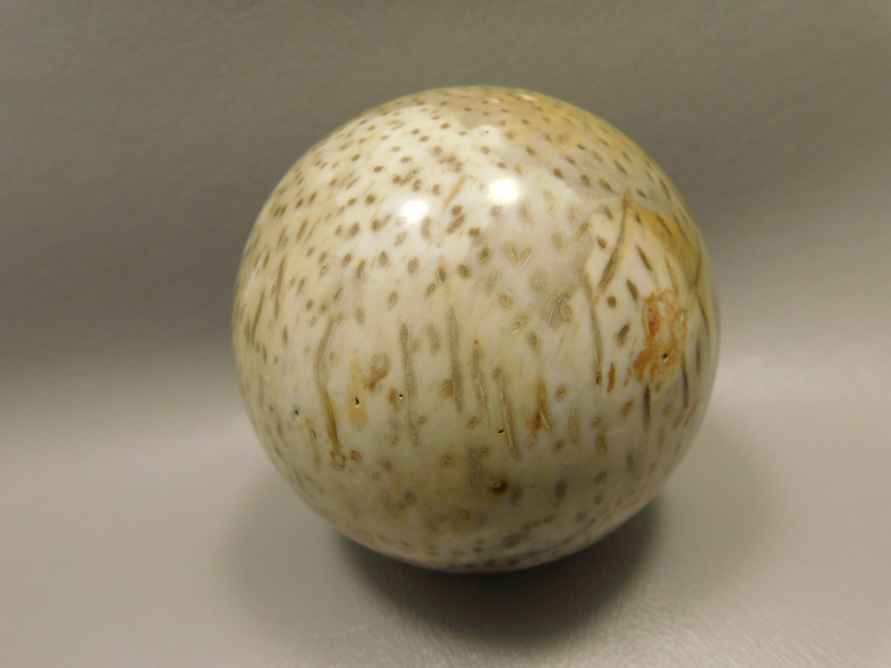 Petrified Palm Wood 2.75 inch Sphere Fossil Indonesia #O23