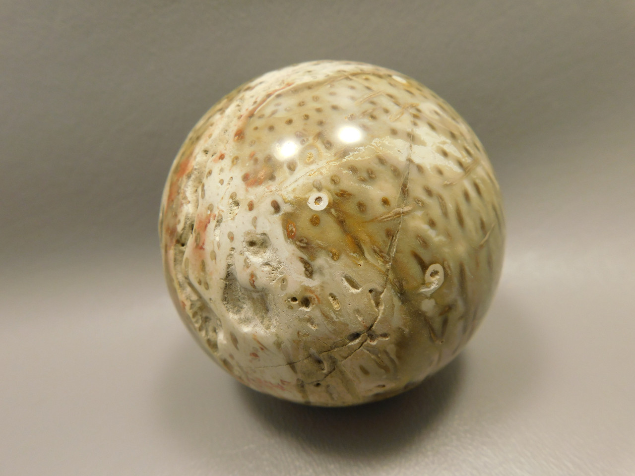 Petrified Palm Wood 2.75 inch Sphere Fossil Indonesia #O23