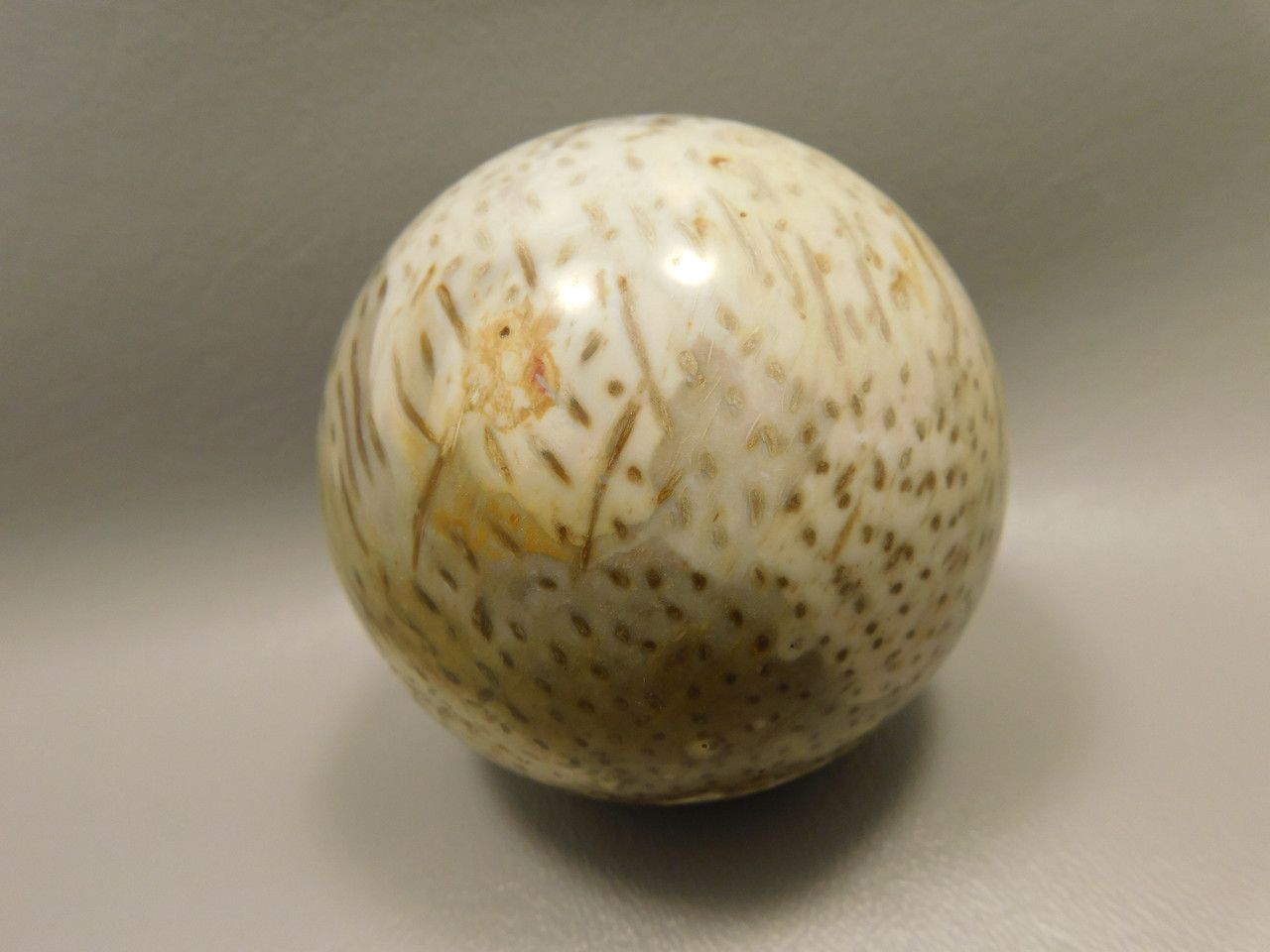 Petrified Palm Wood 2.75 inch Sphere Fossil Indonesia #O23
