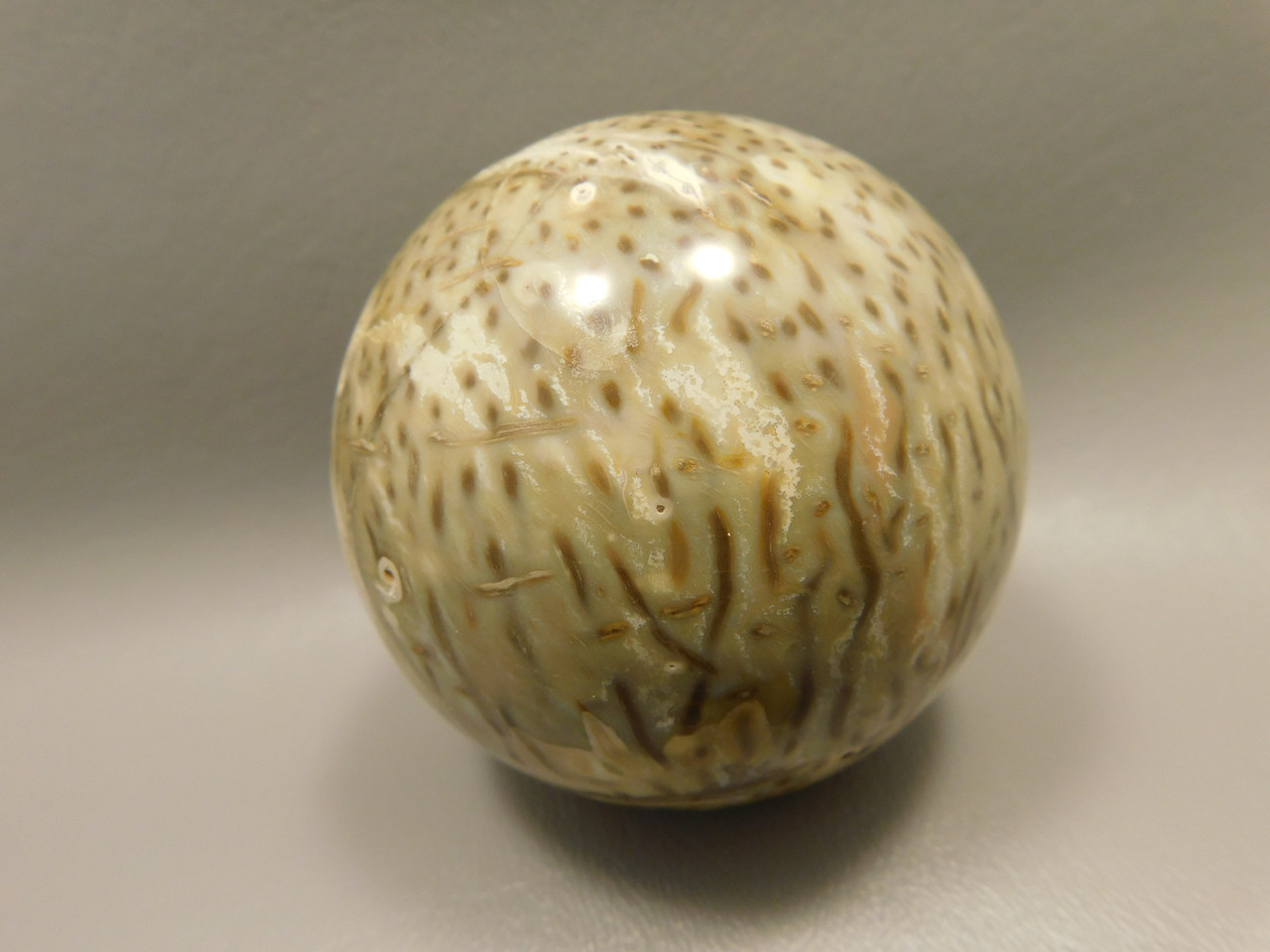 Petrified Palm Wood 2.75 inch Sphere Fossil Indonesia #O23