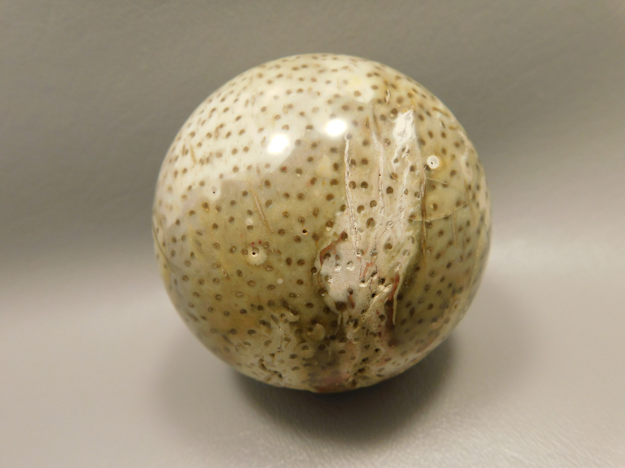Petrified Palm Wood 2.75 inch Sphere Fossil Indonesia #O23