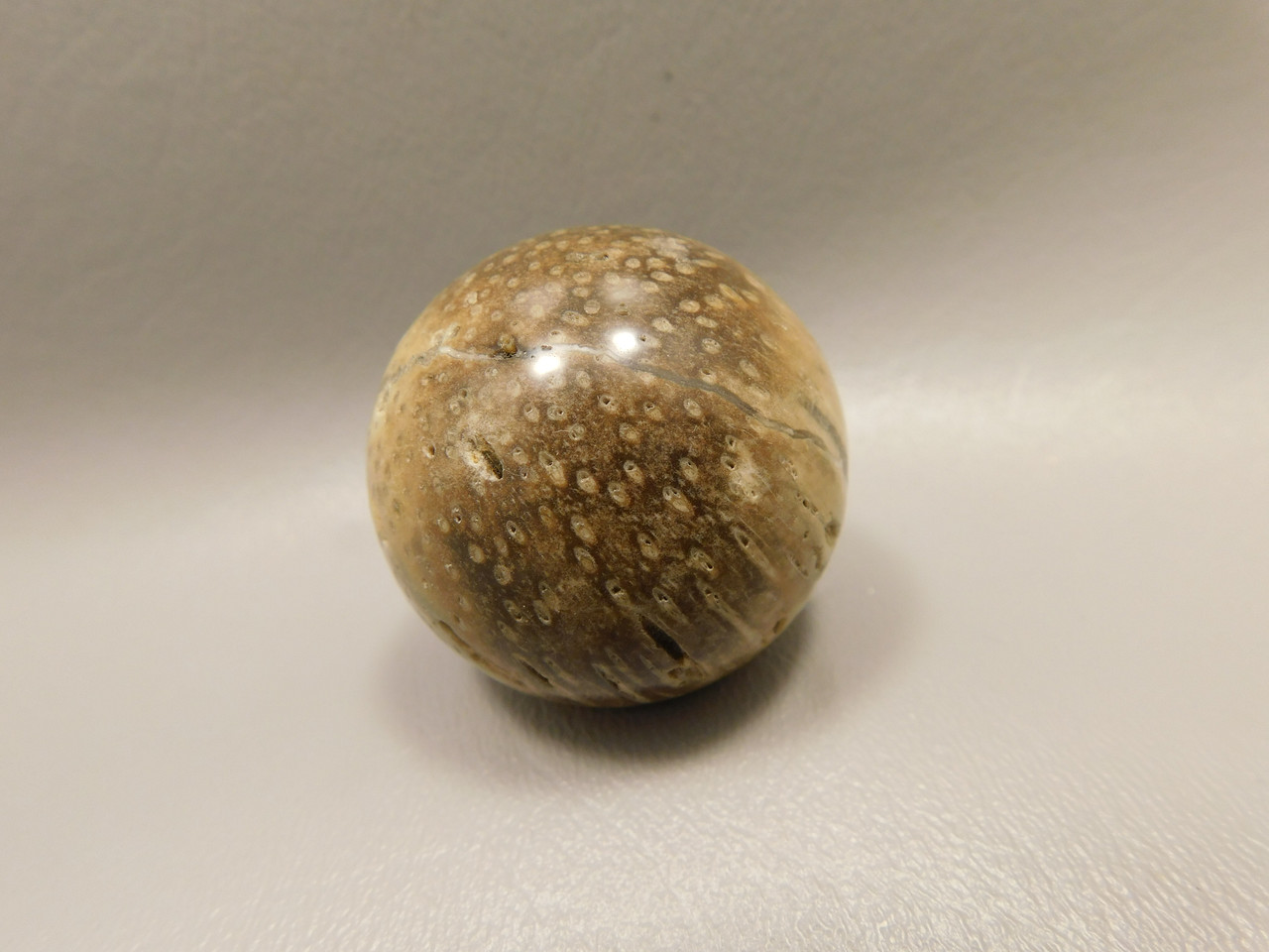 Petrified Palm Wood Sphere 1.6 inch Stone 40 mm Indonesia #O32