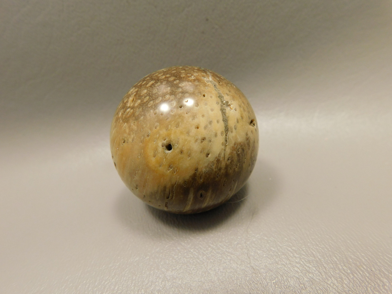 Petrified Palm Wood Sphere 1.6 inch Stone 40 mm Indonesia #O32