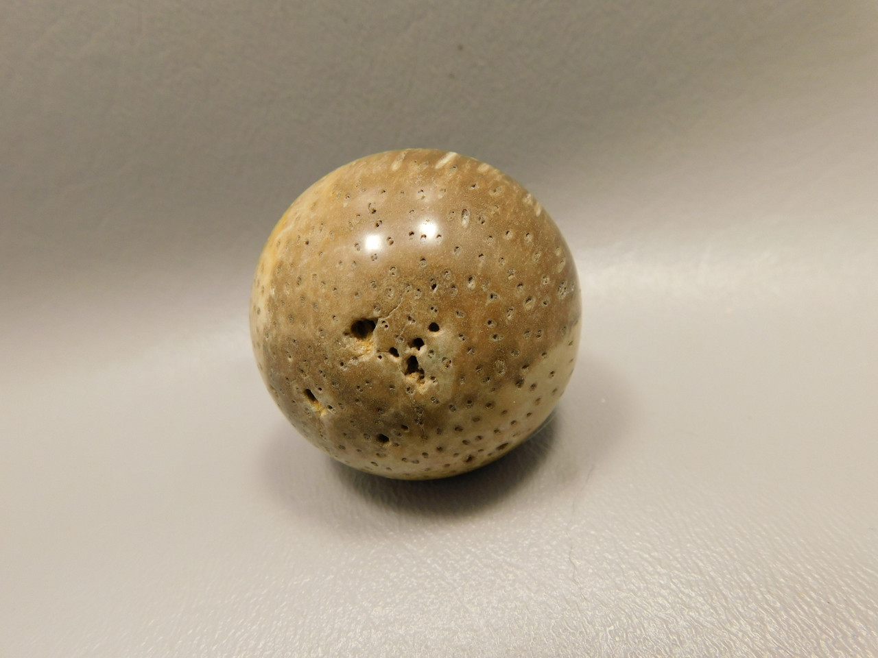 Petrified Palm Wood Sphere 1.6 inch Stone 40 mm Indonesia #O32