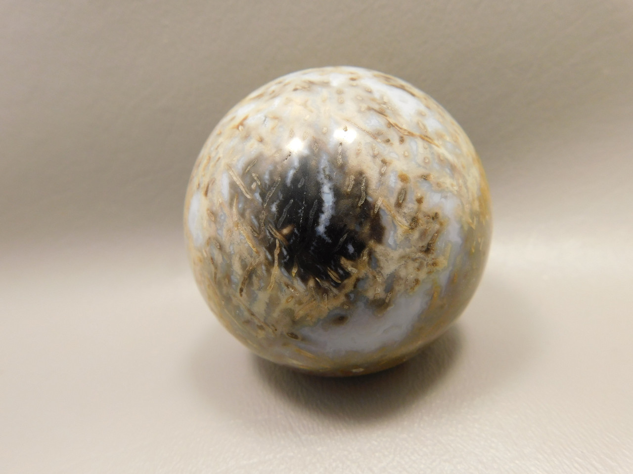 Petrified Palm Wood Sphere 2.4 inch Stone Indonesia #O24