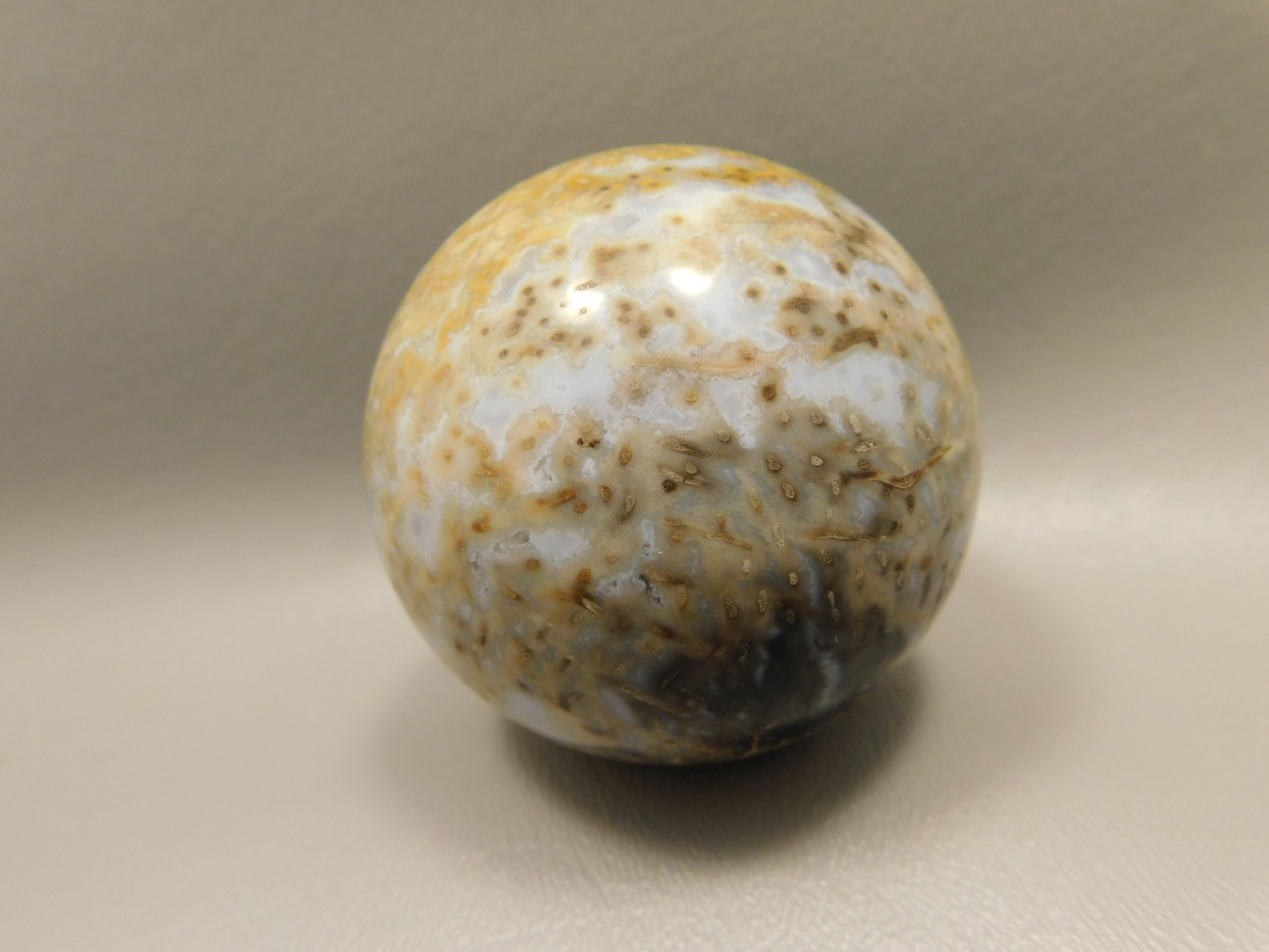 Petrified Palm Wood Sphere 2.4 inch Stone Indonesia #O24