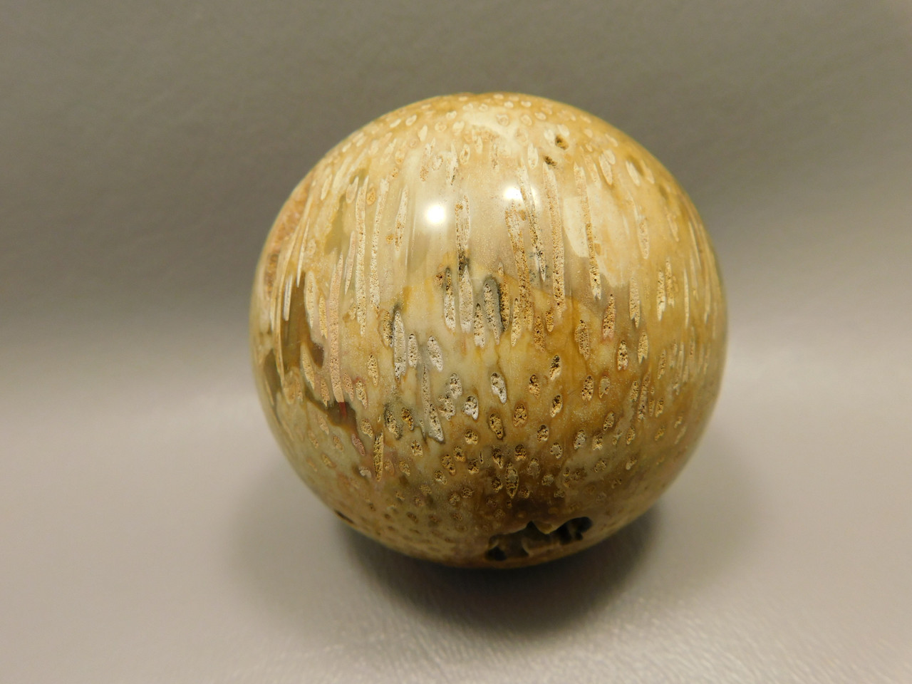 Petrified Palm Wood Sphere 2.4 inch Stone Fossil Indonesia #O26