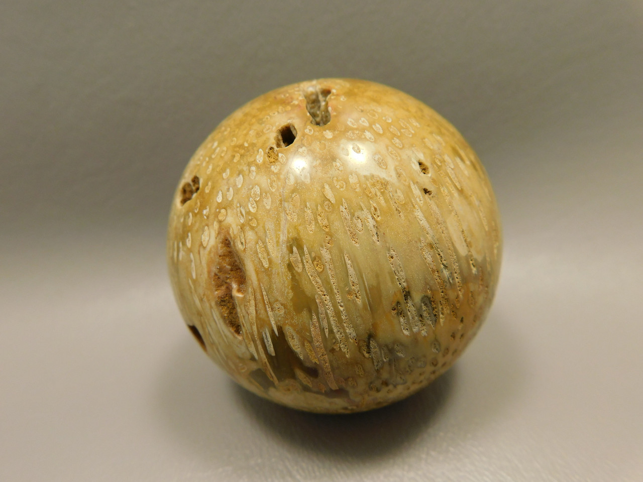 Petrified Palm Wood Sphere 2.4 inch Stone Fossil Indonesia #O26