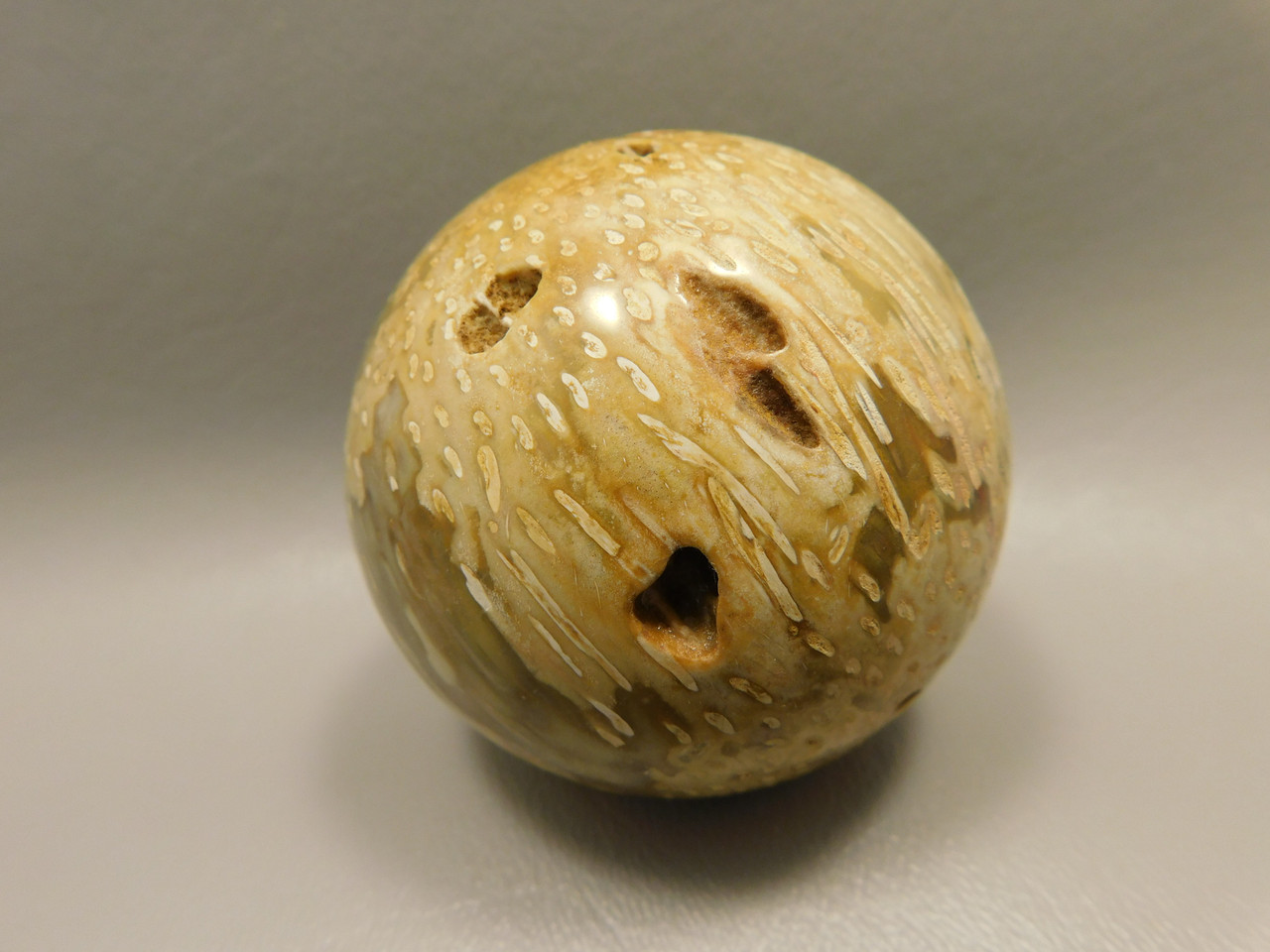 Petrified Palm Wood Sphere 2.4 inch Stone Fossil Indonesia #O26